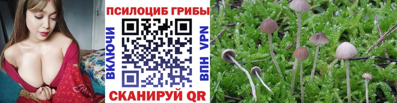 Псилоцибиновые грибы Cubensis  Луховицы 